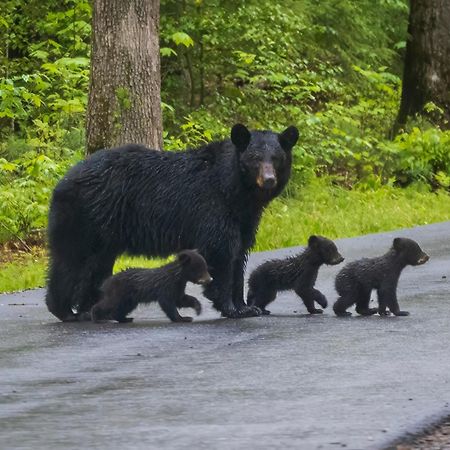Heavenly Bear, Hot Tub, 1089 Of Free Attraction Tickets For Each Paid Day, Dollywood And More เซอเวียร์วีล ภายนอก รูปภาพ